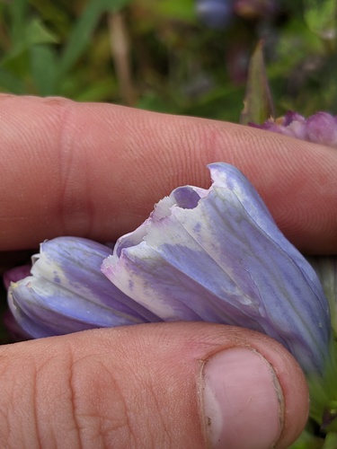 Gentiana × pallidocyanea (Hybrid Bottle Gentian) (alternate view 2)