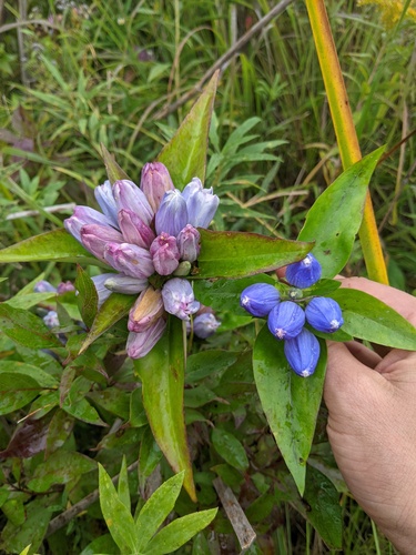 Gentiana × pallidocyanea (Hybrid Bottle Gentian) (alternate view 3)