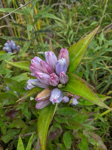 Gentiana × pallidocyanea (Hybrid Bottle Gentian)