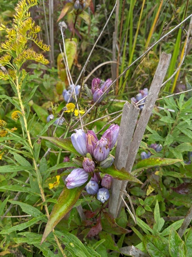 Gentiana × pallidocyanea (Hybrid Bottle Gentian) (alternate view 4)