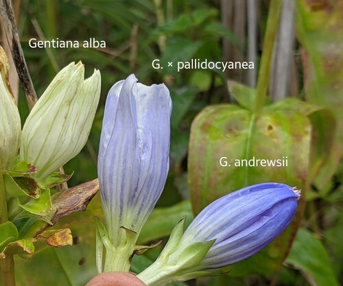 Gentiana × pallidocyanea (Hybrid Bottle Gentian) (alternate view 5)