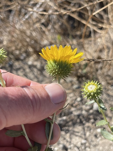Grindelia camporum (Great Valley gumweed)