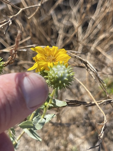 Grindelia camporum (Great Valley gumweed) (alternate view 2)
