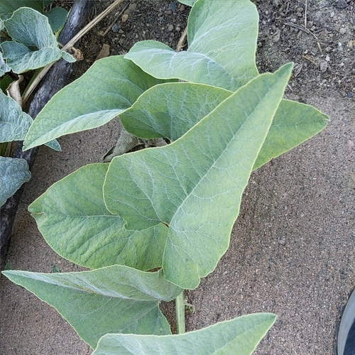 Cucurbita foetidissima (Buffalo Gourd) (alternate view 2)