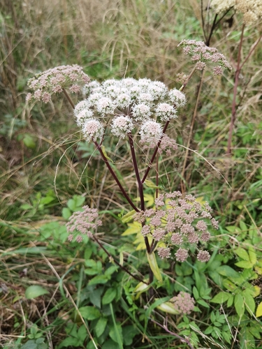 Angelica sylvestris (Wild Angelica)