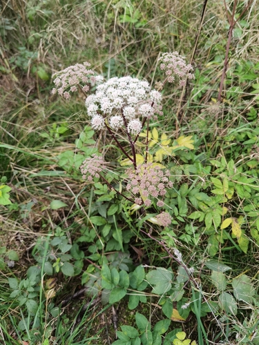 Angelica sylvestris (Wild Angelica)