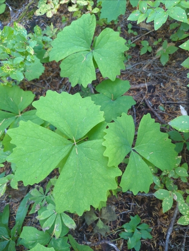 Achlys triphylla (vanilla-leaf)