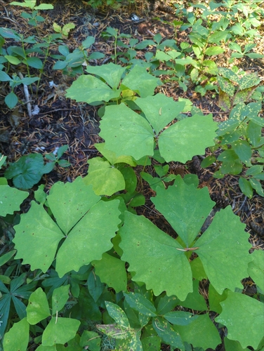 Achlys triphylla (vanilla-leaf) (alternate view 3)