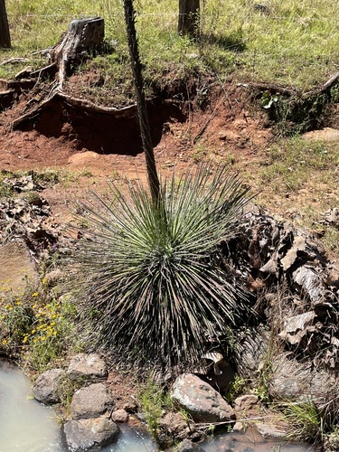 Agave geminiflora (Twin Flower Agave Plant)