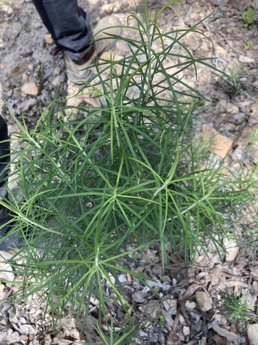 Cassinia longifolia (Shiny Cassinia) (alternate view 10)