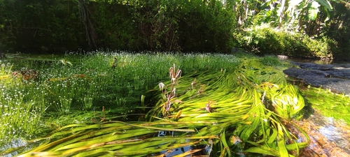 Crinum (Swamplilies) (alternate view 7)