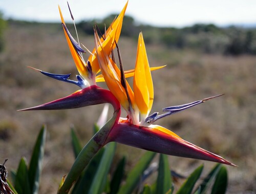 Strelitzia reginae (Bird of Paradise)