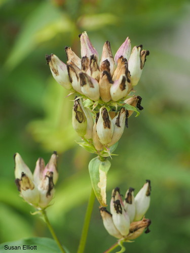 Saponaria officinalis (common soapwort)