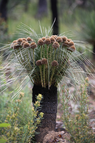 Kingia australis (bullanock) (alternate view 5)