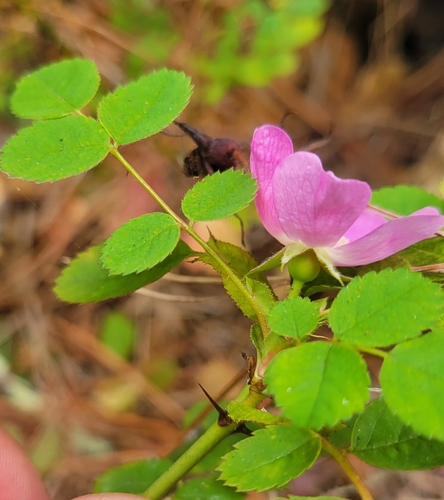 Rosa gymnocarpa (bald-hip rose) (alternate view 2)