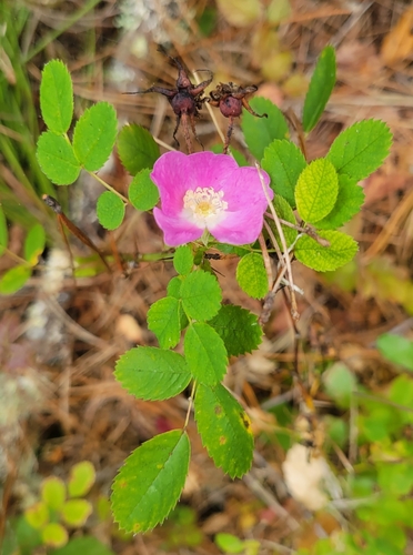 Rosa gymnocarpa (bald-hip rose) (alternate view 3)