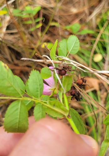 Rosa gymnocarpa (bald-hip rose) (alternate view 4)