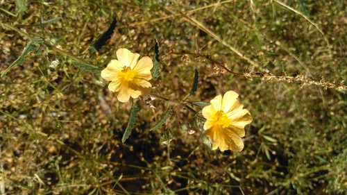 Sida abutilifolia (spreading sida) (alternate view 5)