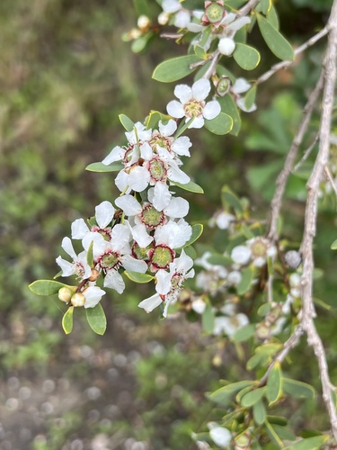 Gaudium laevigatum (Coast Teatree) (alternate view 7)