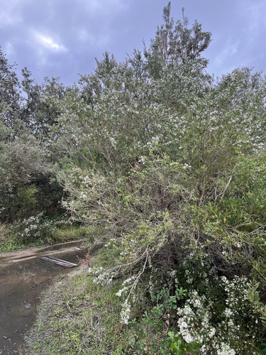 Gaudium laevigatum (Coast Teatree) (alternate view 8)
