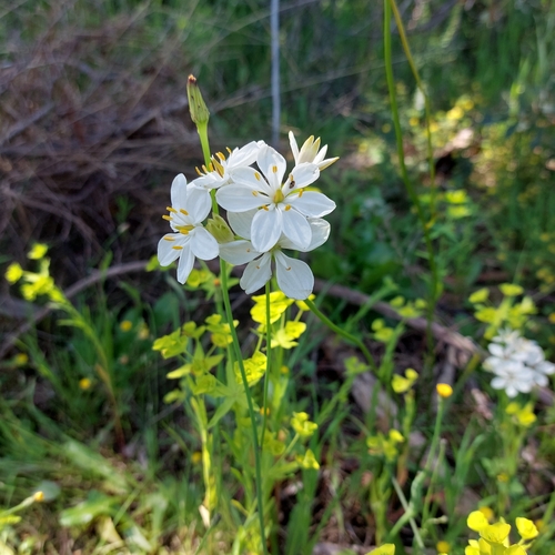Burchardia congesta (Milkmaids) (alternate view 6)