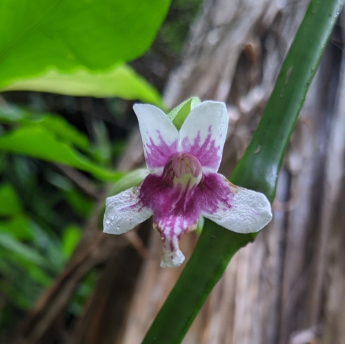 Thunbergia (Clockvines) (alternate view 8)