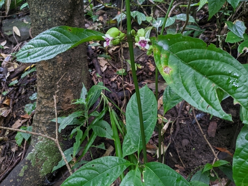 Thunbergia (Clockvines) (alternate view 9)