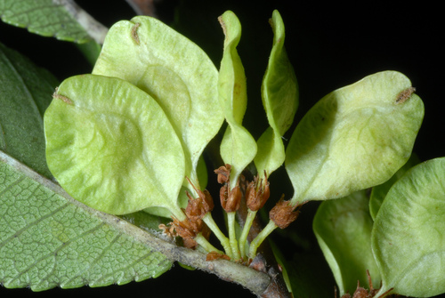 Ulmus parvifolia (Lacebark Chinese Elm Tree) (alternate view 5)