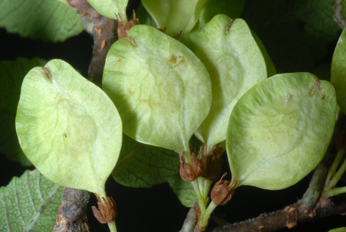 Ulmus parvifolia (Lacebark Chinese Elm Tree) (alternate view 6)