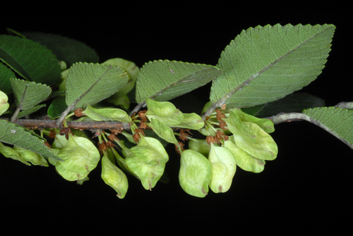Ulmus parvifolia (Lacebark Chinese Elm Tree) (alternate view 7)