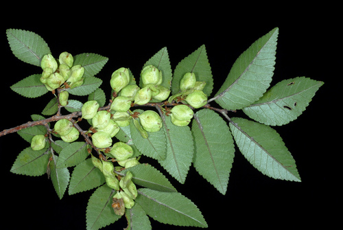 Ulmus parvifolia (Lacebark Chinese Elm Tree) (alternate view 8)