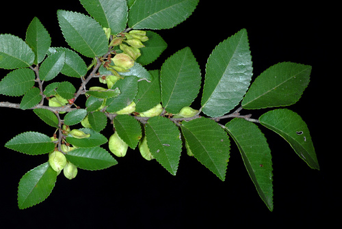 Ulmus parvifolia (Lacebark Chinese Elm Tree) (alternate view 9)