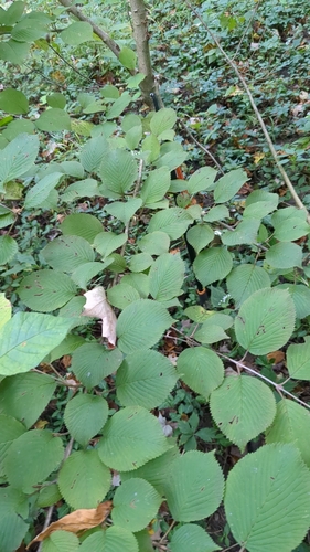 Viburnum plicatum f. tomentosum (doublefile viburnum)