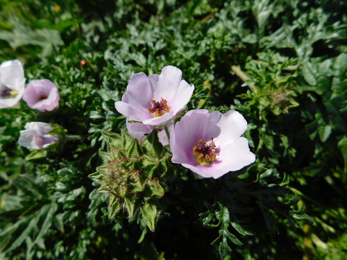 Sphaeralcea (globemallows) (alternate view 8)