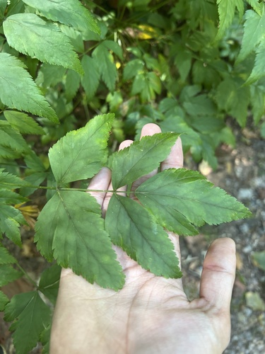 Xanthorhiza simplicissima (Shrub Yellowroot) (alternate view 5)