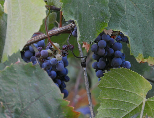 Vitis californica (California wild grape) (alternate view 5)