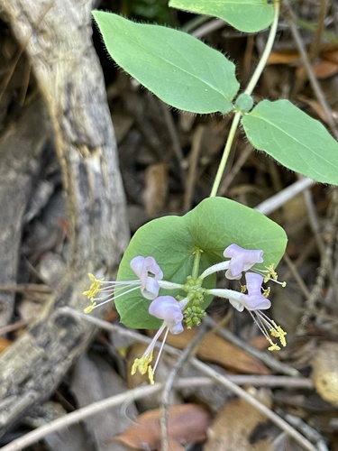 Lonicera hispidula (Pink Honeysuckle) (alternate view 4)