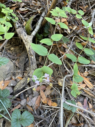 Lonicera hispidula (Pink Honeysuckle) (alternate view 5)
