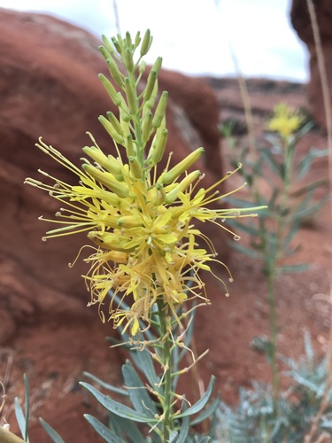 Stanleya pinnata (Desert Prince's Plume) (alternate view 5)