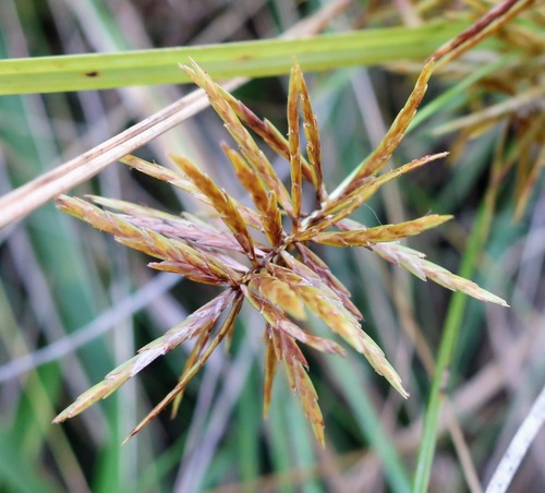 Cyperus strigosus (straw-colored flatsedge) (alternate view 4)