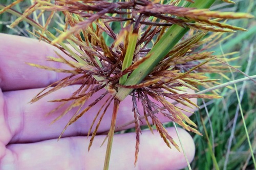 Cyperus strigosus (straw-colored flatsedge) (alternate view 5)