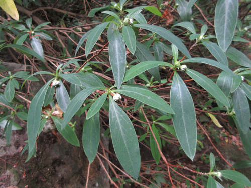 Edgeworthia chrysantha (edgeworthia, paperbush) (alternate view 14)