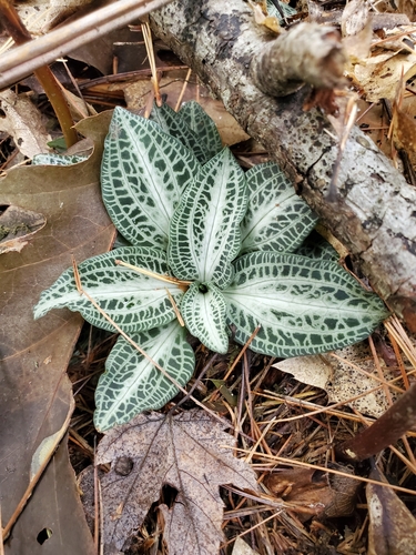 Goodyera pubescens (downy rattlesnake plantain)
