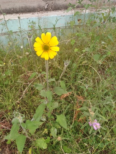 Tithonia (Mexican Sunflowers) (alternate view 5)