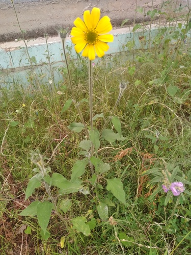 Tithonia (Mexican Sunflowers) (alternate view 6)