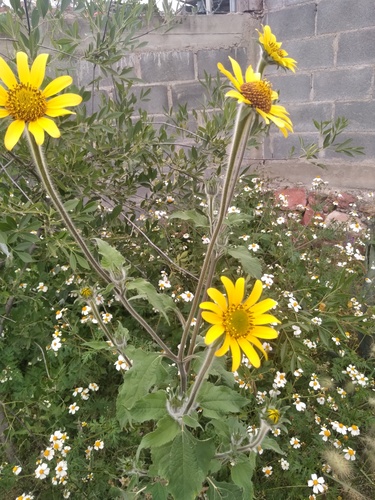 Tithonia (Mexican Sunflowers) (alternate view 8)