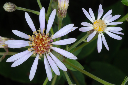 Eurybia macrophylla (large-leaved aster)