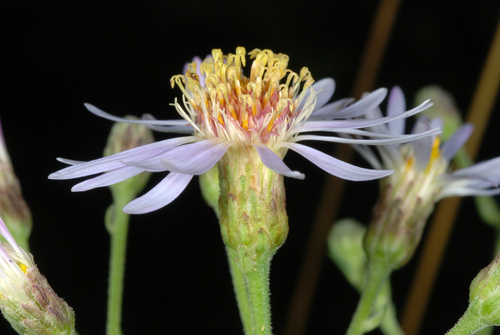 Eurybia macrophylla (large-leaved aster)