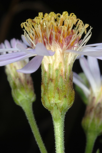 Eurybia macrophylla (large-leaved aster)