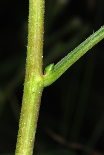 Eurybia macrophylla (large-leaved aster)